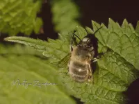 Sachembijen [Anthophora]